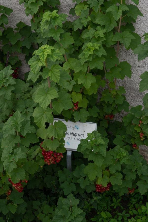 Fiori&Vigne Di Cecilia Marcon Villa Farra di Soligo Buitenkant foto
